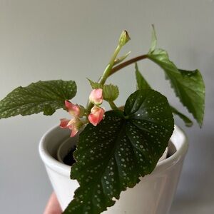 Angel wing begonia plant fully rooted